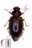 Corticarina minuta
